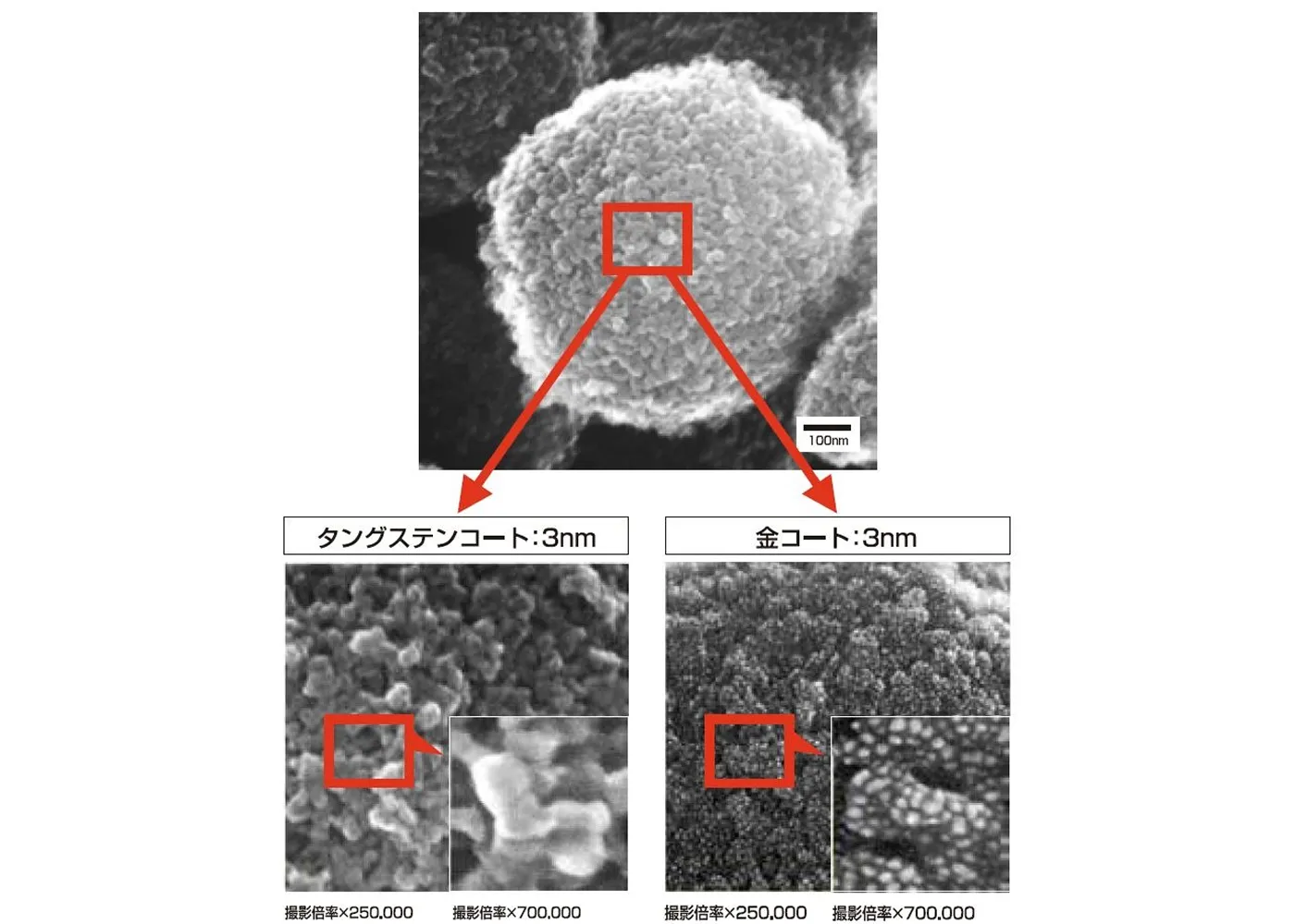 酸化チタン微粒子(粒径0.5μm)にタングステンを厚さ3nmコートした場合と金を3nmコートした場合の粒状性の違い。